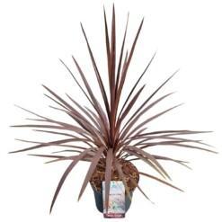 Cordyline austr. 'Red Star' C7.5 verililjapuu