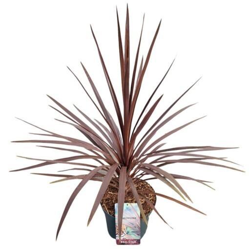 Cordyline austr. 'Red Star' C7.5 verililjapuu