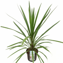 Cordyline austr. 'Peko' C7.5 verililjapuu