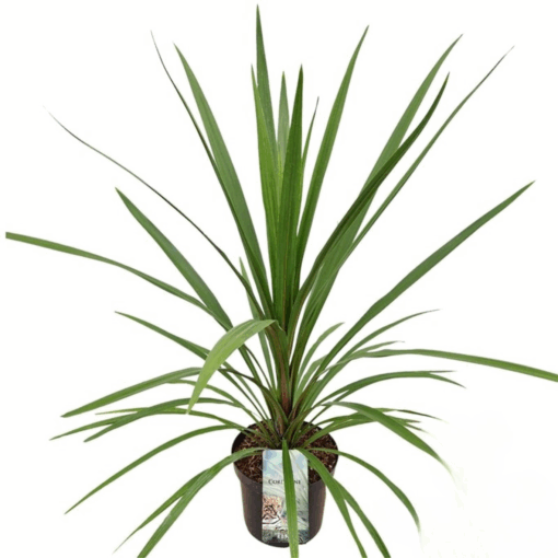 Cordyline austr. 'Peko' C7.5 verililjapuu