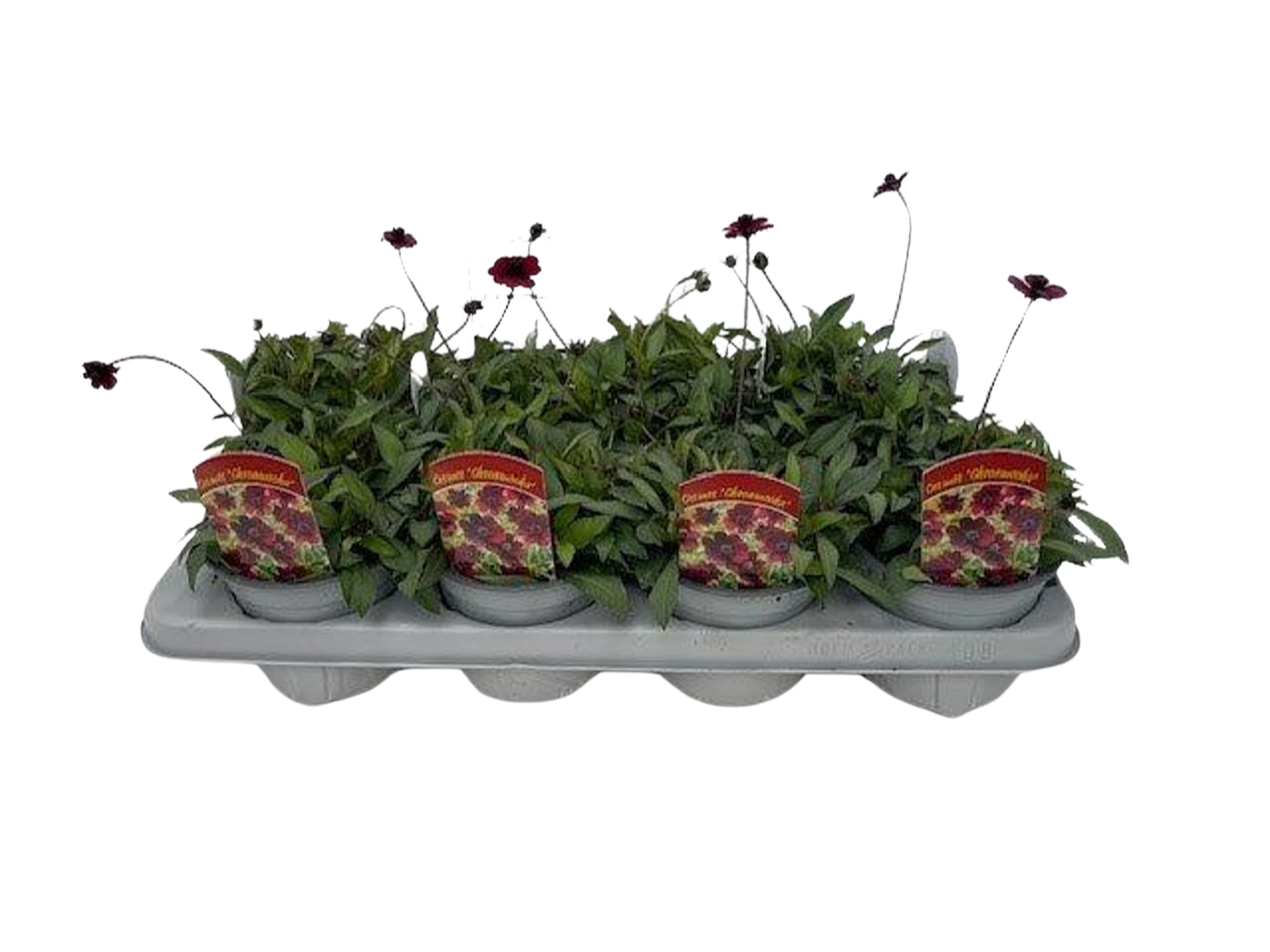 Cosmos atrosang. 'Chocolate' P13 Suklaakosmoskukka