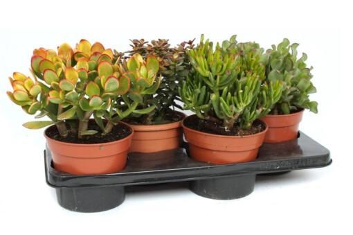 Crassula mix P17 rahapuu