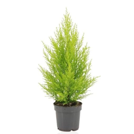 Cupressus macrocarpa ’Wilma’ P14 kultasypressi (sitruunasypressi)