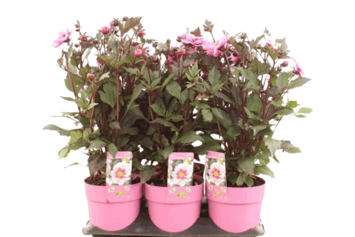 Dahlia 'Dreamy Morning'  C1.5 daalia