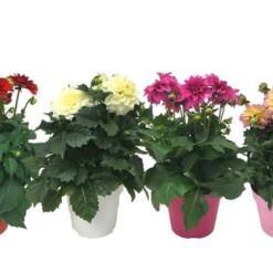 Dahlia 'Hypnotica' mix P17 kesädaalia