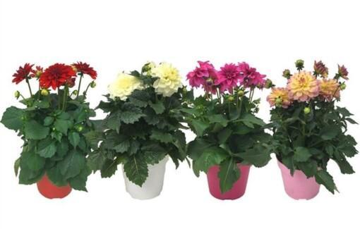 Dahlia 'Hypnotica' mix P17 kesädaalia