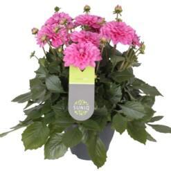 Dahlia 'Suniq'® XXL kesädaalia vaaleanpunainen