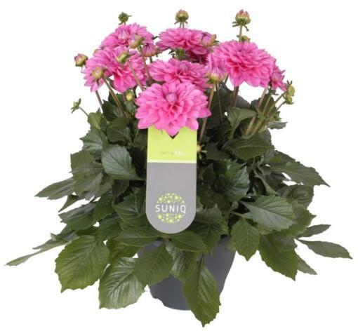 Dahlia 'Suniq'® XXL kesädaalia vaaleanpunainen
