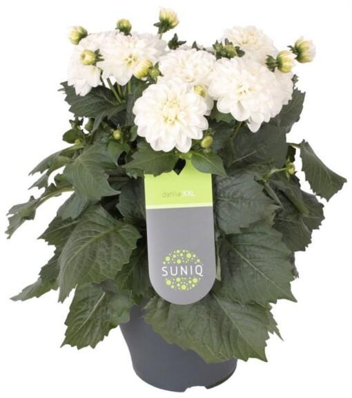 Dahlia 'Suniq'® XXL kesädaalia valkoinen