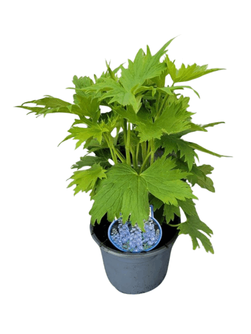 Delphinium 'Light Blue-White Bee' C2 jaloritarinkannus vaal.sininen