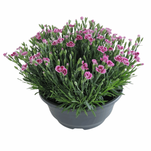 Dianthus 'Pink Kisses' P23 Tarhaneilikka