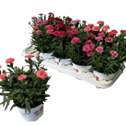 Dianthus caryophyllus 'Oscar mix' P12 tarhaneilikka