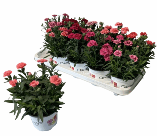 Dianthus caryophyllus 'Oscar mix' P12 tarhaneilikka