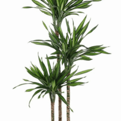 Dracaena fragrans ´Riki´, traakkipuu n. 140 cm P24 cm