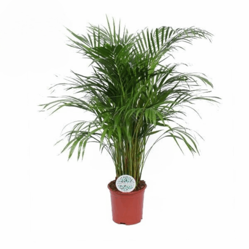 Dypsis lutescens (Areca) P21 kultapalmu 120 cm