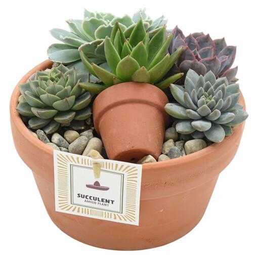 Echeveria-istutus terracotta-ruukussa P17
