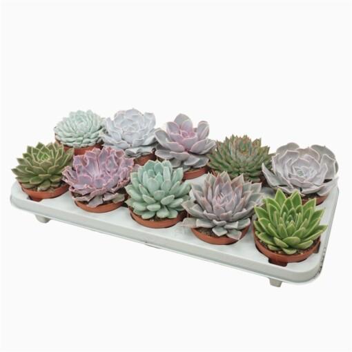 Echeveria mix 10.5 mehiruusuke