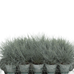 Festuca glauca 'CompactA Blue'® P10.5 Sininata