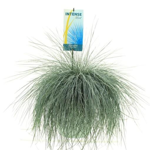 Festuca glauca 'Intense Blue'® C12 sininata