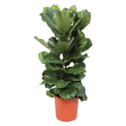 Ficus lyrata P34 lyyraviikuna