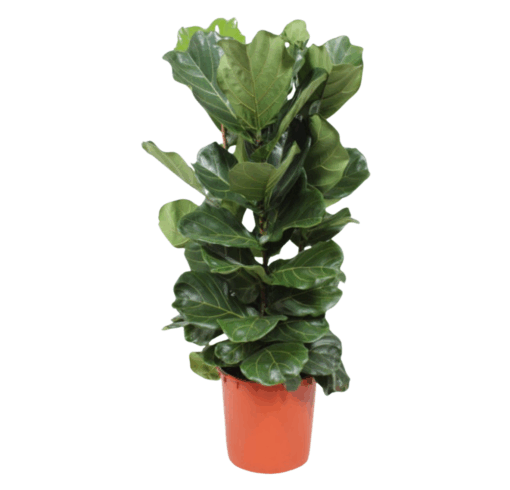 Ficus lyrata P34 lyyraviikuna