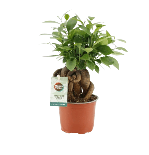 Ficus retusa bonsai P12 varjoviikuna