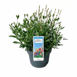 Gaura lindheimeri valkoinen C3 Sirokesäkynttilä