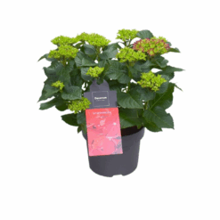 Hydrangea macrophylla P23 Patiohortensia punainen
