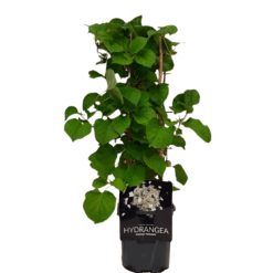 Hydrangea petiolaris C2 köynnöshortensia