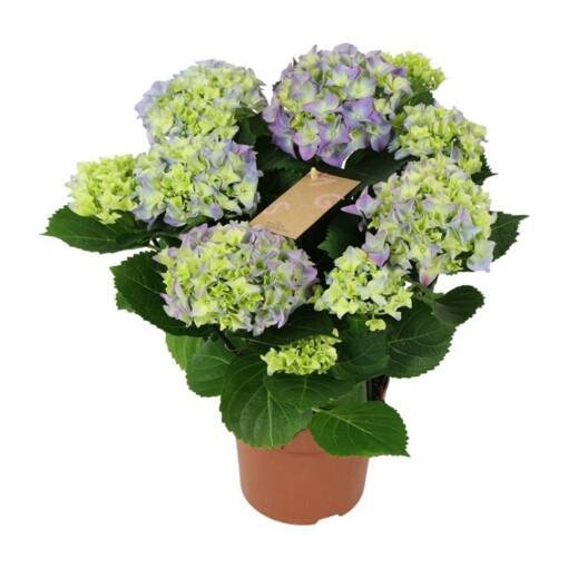 Hydrangea P14 hortensia sininen