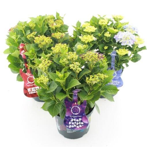 Hydrangea m. 'Music Collection'® mix C5 Patiohortensia eri värejä