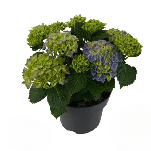 Hydrangea macrophylla P23 Patiohortensia sininen 7+