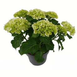 Hydrangea macrophylla P23 Patiohortensia valkoinen 7+