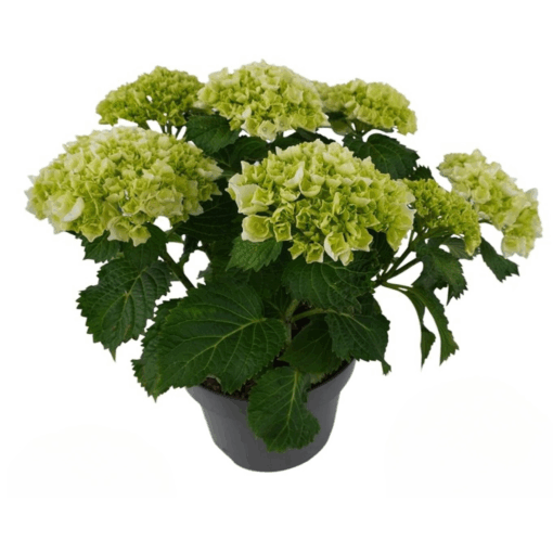 Hydrangea macrophylla P23 Patiohortensia valkoinen 7+