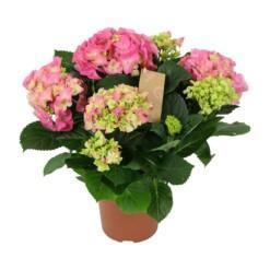 Hortensia pinkki P14