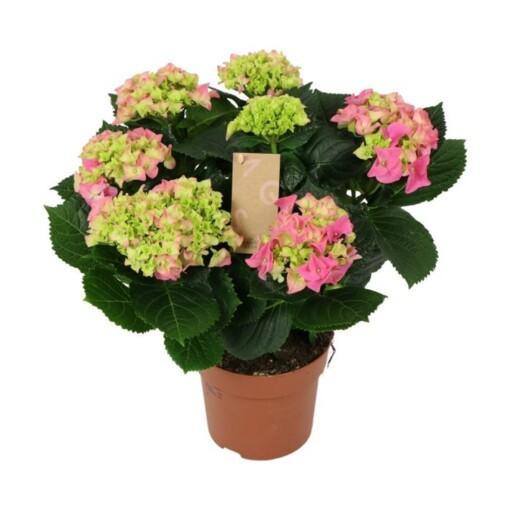 Hortensia pinkki P14