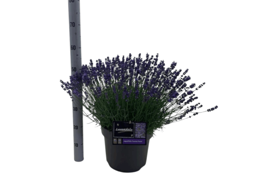 Lavandula ang. 'Essence Purple' C10  Tähkälaventeli