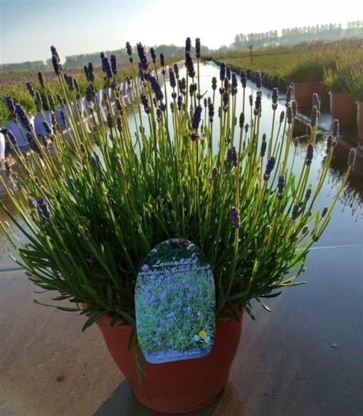 Lavandula ang. 'Essence Purple' C7.5  Tähkälaventeli