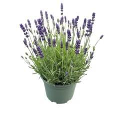 Lavandula ang. 'Hidcote' P17 Tähkälaventeli