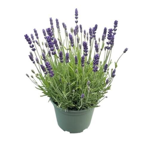 Lavandula ang. 'Hidcote' P17 Tähkälaventeli