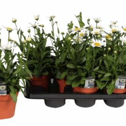 Leucanthemum 'Snow Lady' P14 Isopäivänkakkara