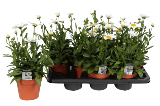 Leucanthemum 'Snow Lady' P14 Isopäivänkakkara