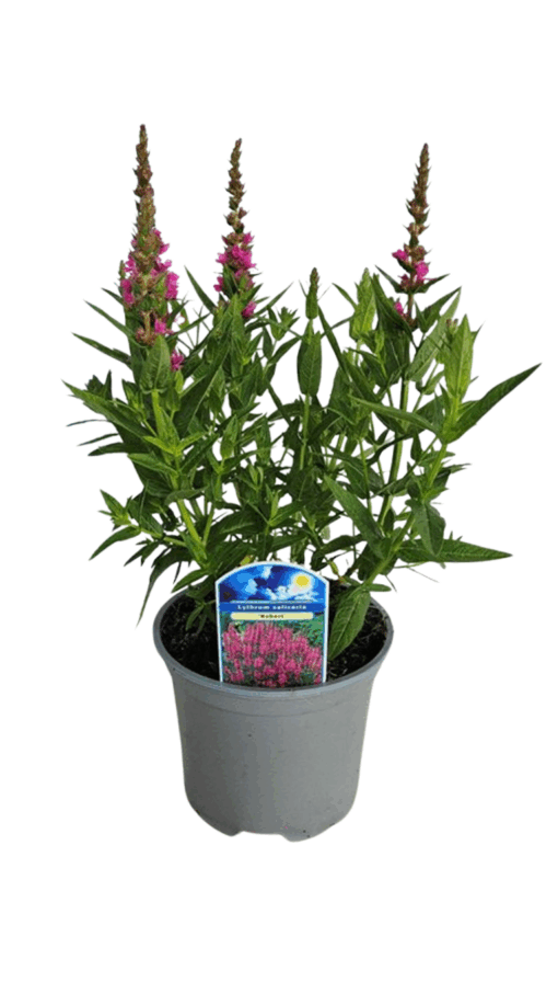 Lythrum salicaria 'Robert' C2 pohjanrantakukka
