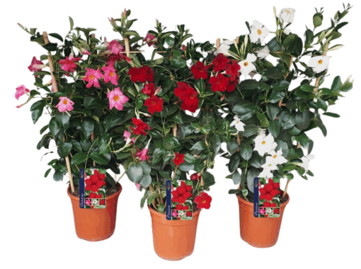 Mandevilla 'Sundaville' P19 säleikössä Maljaköynnös eri värejä