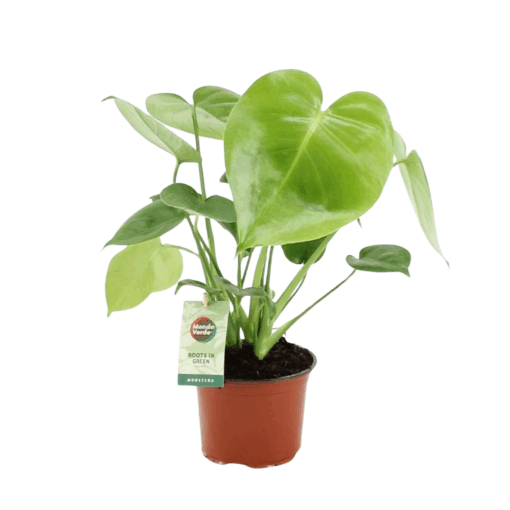 Monstera delicosa peikonlehti 30 cm