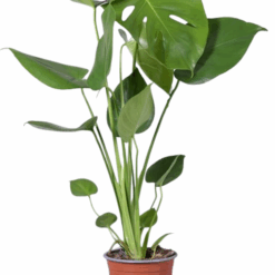 Monstera delicosa peikonlehti 50 cm
