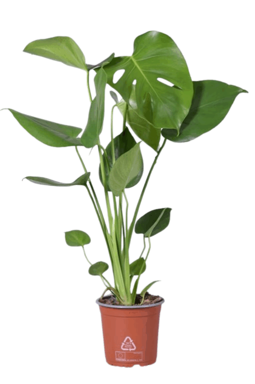 Monstera delicosa peikonlehti 50 cm