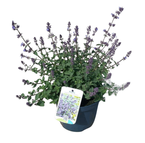 Nepeta faassenii 'Purrsian Blue' C3 Mirrinminttu