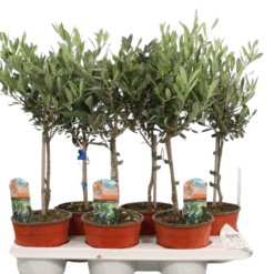 Olea europeana P14 oliivipuu