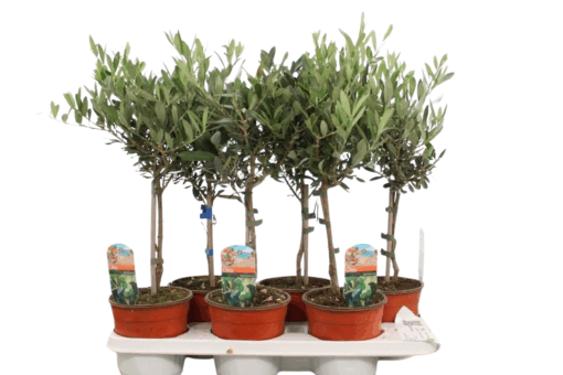 Olea europeana P14 oliivipuu